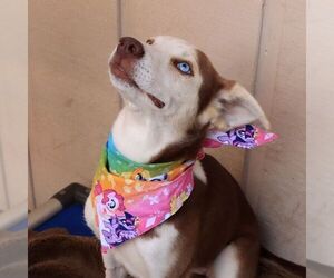 Sally - Female Siberian Husky-Unknown Mix Dog for Adoption - Photo #3