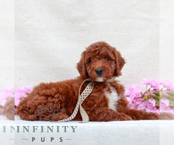 Medium Photo #4 Irish Doodle (Miniature) Puppy For Sale in NEWMANSTOWN, PA, USA