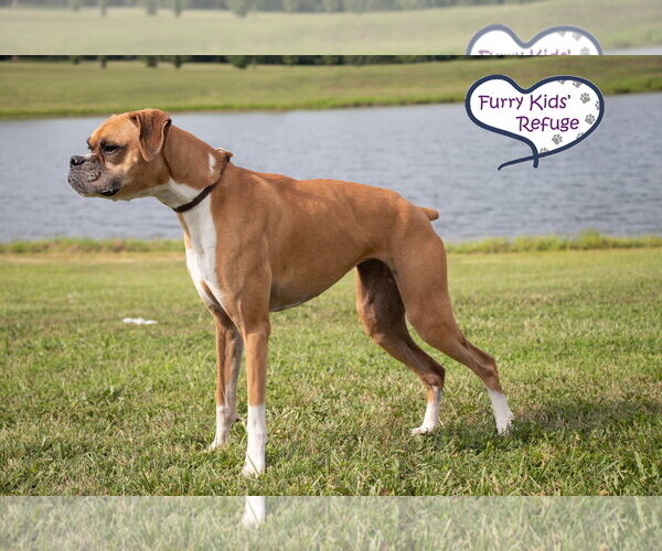 Medium Photo #2 Boxer Puppy For Sale in Lee's Summit, MO, USA