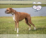 Small #1 Boxer