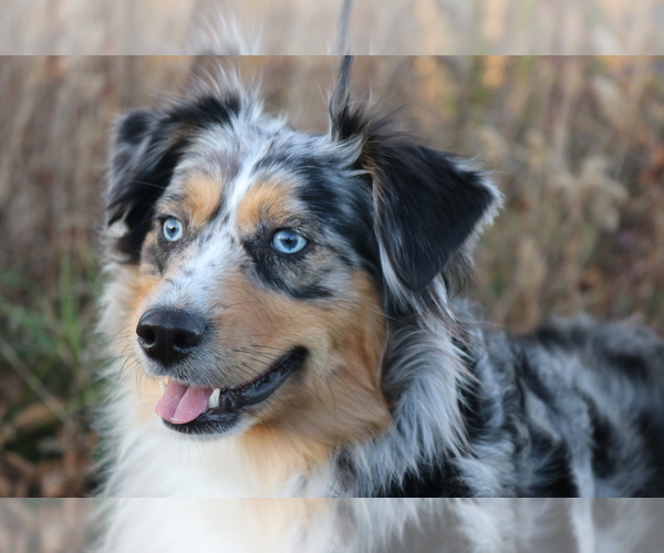 Medium Photo #1 Miniature American Shepherd Puppy For Sale in NEW CONCORD, OH, USA