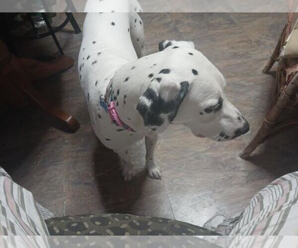 Medium Photo #2 Dalmatian Puppy For Sale in Tenafly, NJ, USA
