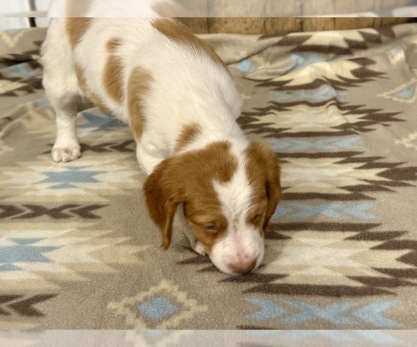 Medium Photo #6 Brittany Puppy For Sale in ORRUM, NC, USA