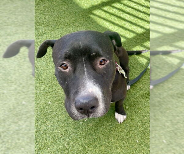Medium Photo #3 American Pit Bull Terrier-Unknown Mix Puppy For Sale in Las Vegas, NV, USA