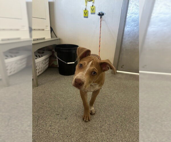 Medium Photo #1 American Pit Bull Terrier-Unknown Mix Puppy For Sale in Pasadena, TX, USA
