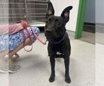 Small #3 Labrador Retriever-Retriever  Mix