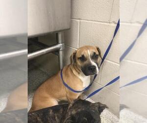 American Bulldog Dogs for adoption in Conroe, TX, USA