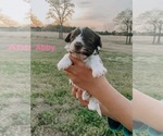 Puppy abby Havanese