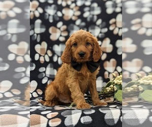 Cavapoo Puppy for sale in STEVENS, PA, USA