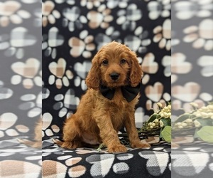 Cavapoo Puppy for sale in STEVENS, PA, USA