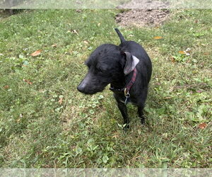 Bobby: Miracle Boy! - Male Mutt Dog for Adoption - Photo #17