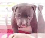 Small #5 American Bully