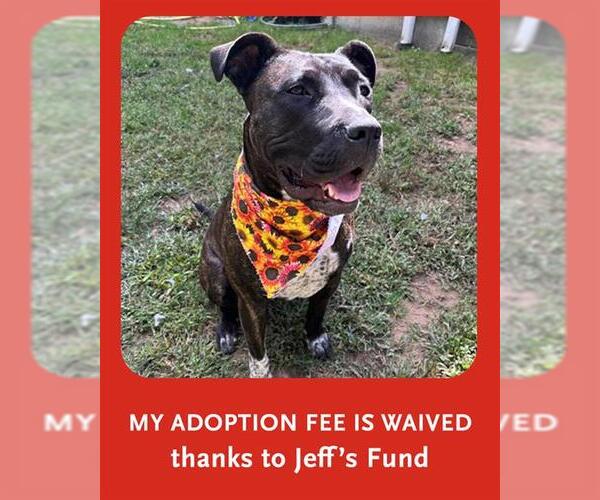 Medium Photo #1 American Pit Bull Terrier-Plott Hound Mix Puppy For Sale in Brewster, MA, USA