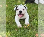 Puppy Male 3 American Bulldog