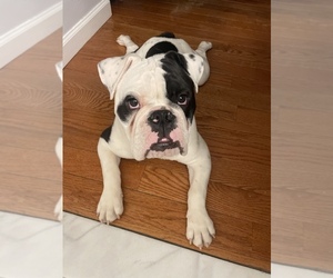 English Bulldog Puppy for sale in SOUTH RICHMOND HILL, NY, USA