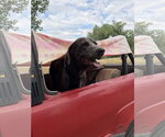 Small #1 Great Dane-Labrador Retriever Mix