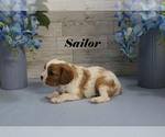 Small #11 Cavalier King Charles Spaniel