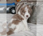 Small Photo #6 Labradoodle Puppy For Sale in COLORADO SPRINGS, CO, USA