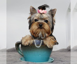 Small #2 Yorkshire Terrier