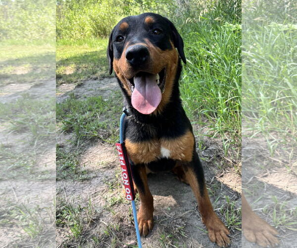 Medium Photo #3 Rottweiler-Unknown Mix Puppy For Sale in Las Vegas, NM, USA