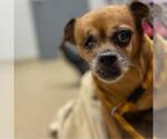 Small Chihuahua Mix