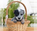 Small #3 Australian Cattle Dog