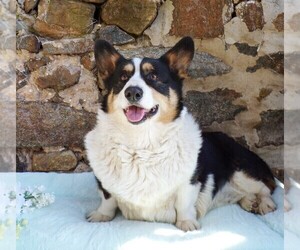 Mother of the Pembroke Welsh Corgi puppies born on 10/17/2023