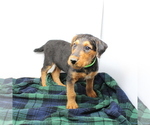 Small Photo #9 Airedale Terrier Puppy For Sale in VERONA, MO, USA