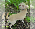 Small #7 Chihuahua Mix