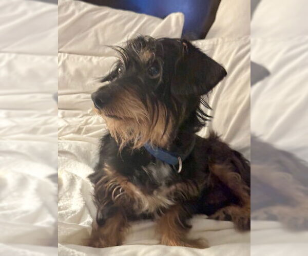 Medium Photo #3 Dachshund Puppy For Sale in Tarrytown, GA, USA