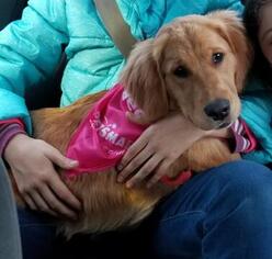 Golden Retriever Puppy for sale in FREDERICK, MD, USA
