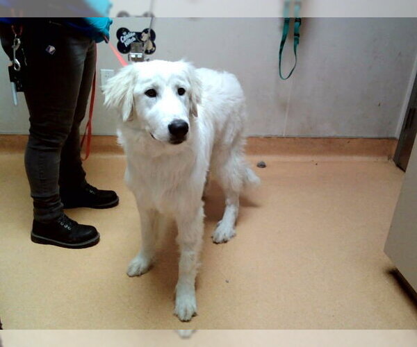 Medium Photo #1 Great Pyrenees-Unknown Mix Puppy For Sale in Martinez, CA, USA