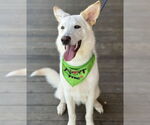 Small #1 Huskies -white german shepherd Mix