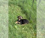 Small Photo #4 Catahoula Leopard Dog Puppy For Sale in CRAIGVILLE, IN, USA