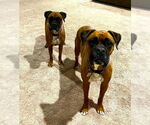 Small #1 Boxer