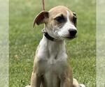 Small #1 Catahoula Leopard Dog Mix