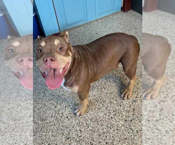 Medium Photo #1 American Pit Bull Terrier-Unknown Mix Puppy For Sale in Hinckley, IL, USA