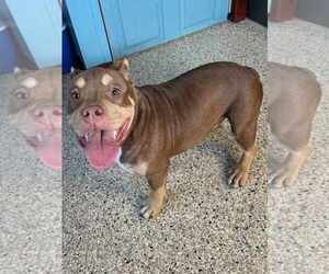 American Pit Bull Terrier-Unknown Mix Dogs for adoption in Hinckley, IL, USA