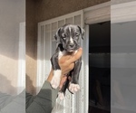 Puppy 4 American Staffordshire Terrier-Cane Corso Mix