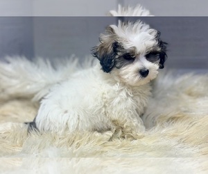 Maltipoo Puppy for sale in RIPLEY, MS, USA