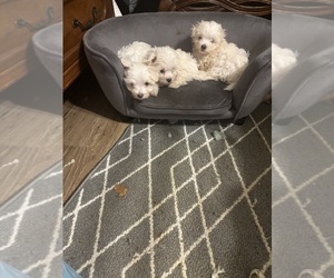 Maltese Puppy for sale in JONESBORO, GA, USA