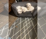 Small Maltese