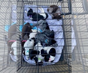 German Shorthaired Pointer Puppy for sale in RIALTO, CA, USA