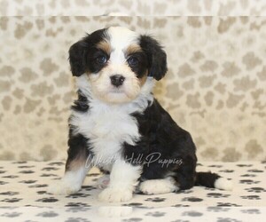 Miniature Bernedoodle Puppy for sale in DENVER, PA, USA