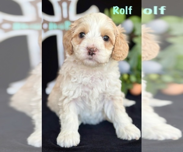 Medium Photo #19 Australian Labradoodle Puppy For Sale in WASHINGTON, NC, USA