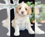 Small #2 Australian Labradoodle