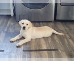 Small Photo #4 Labrador Retriever Puppy For Sale in ELIZABETH CITY, NC, USA