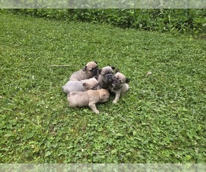 French Bulldog Puppy for sale in MAPLETON, ME, USA