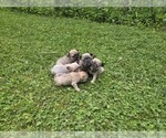 Image preview for Ad Listing. Nickname: Litter of 6