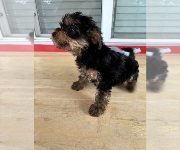 Medium Photo #2 Yorkshire Terrier Puppy For Sale in ALBUQUERQUE, NM, USA